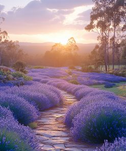 Lavender Meadow Fragrance Oil